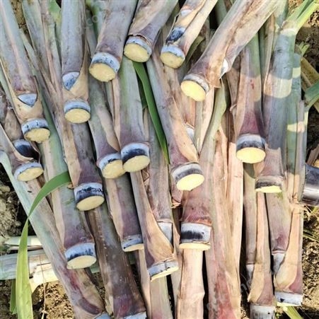 黄皮甘蔗种 北方种植袋装甘蔗种苗 种苗嫁接 汁水多