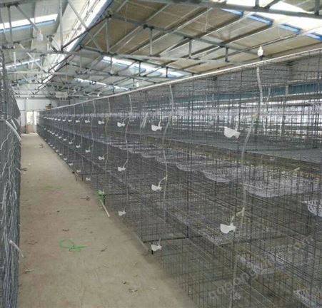 亮华 养殖笼具厂批发鸽子笼加工定做各种尺寸全自动鸽笼